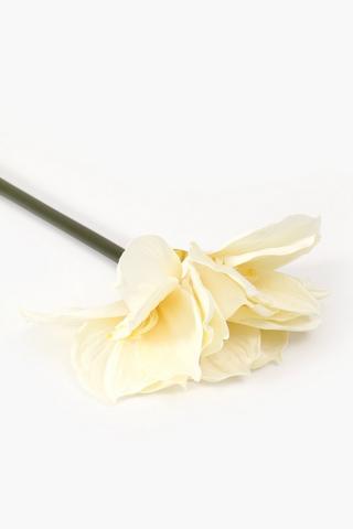 Amaryllis Single Stem