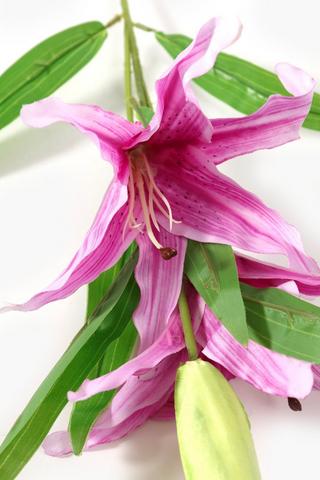 Lilly Single Stem, 80cm