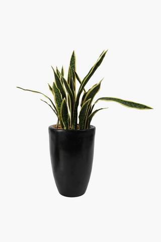 Sansevera Potted Plant, Large