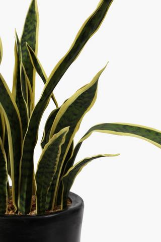 Sansevera Potted Plant, Large