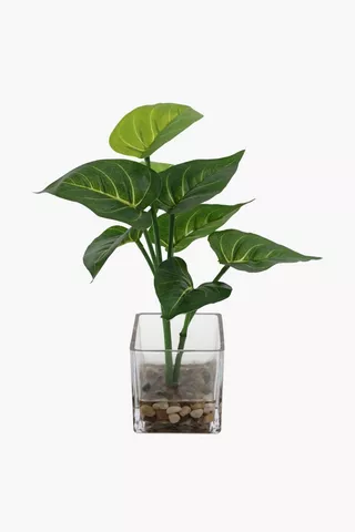Glass Cube Pot Plant