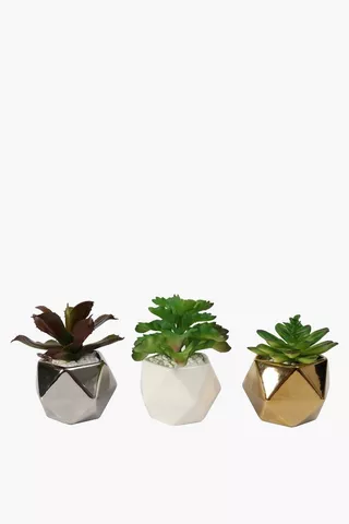 Assorted Facet Mini Succulent