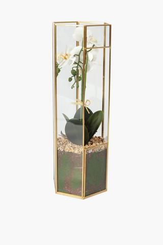 Orchid Terrarium