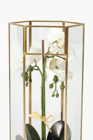 Orchid Terrarium