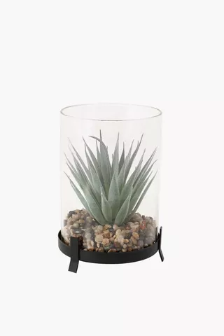 Succulent In Glass And Metal Pot