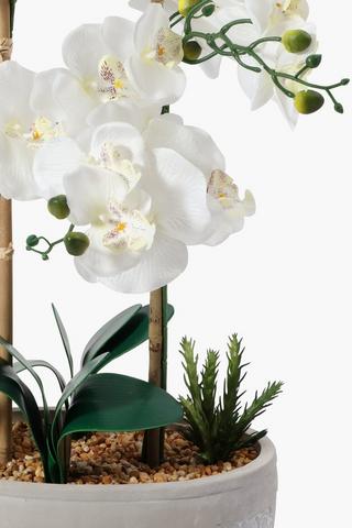 Cement Potted Orchid, Extra Large