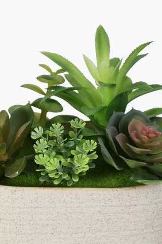 Oval Potted Succulents