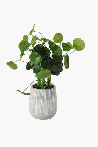 Rib Potted Money Plant