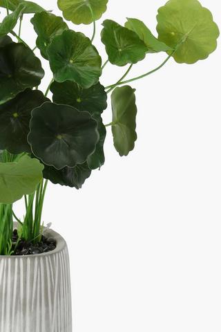 Rib Potted Money Plant