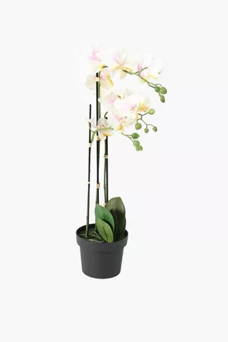3 Stem Potted Orchid