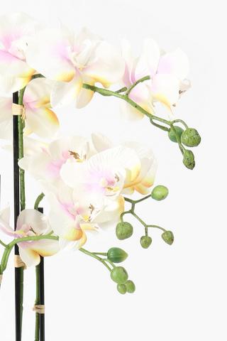 3 Stem Potted Orchid