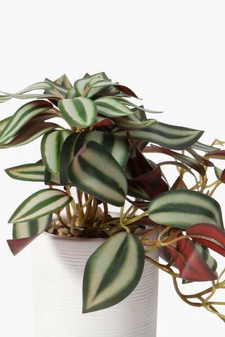 Ceramic Potted Wandering Jew