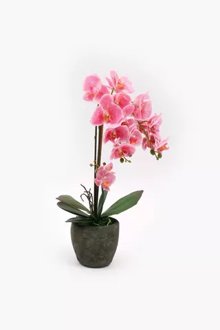 Orchid Potted Multi-stem, 60cm