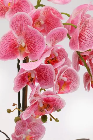 Orchid Potted Multi-stem, 60cm