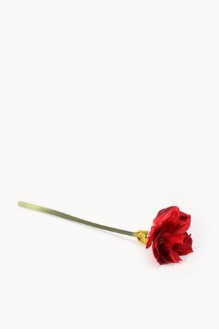 Amaryllis Single Stem