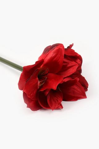 Amaryllis Single Stem