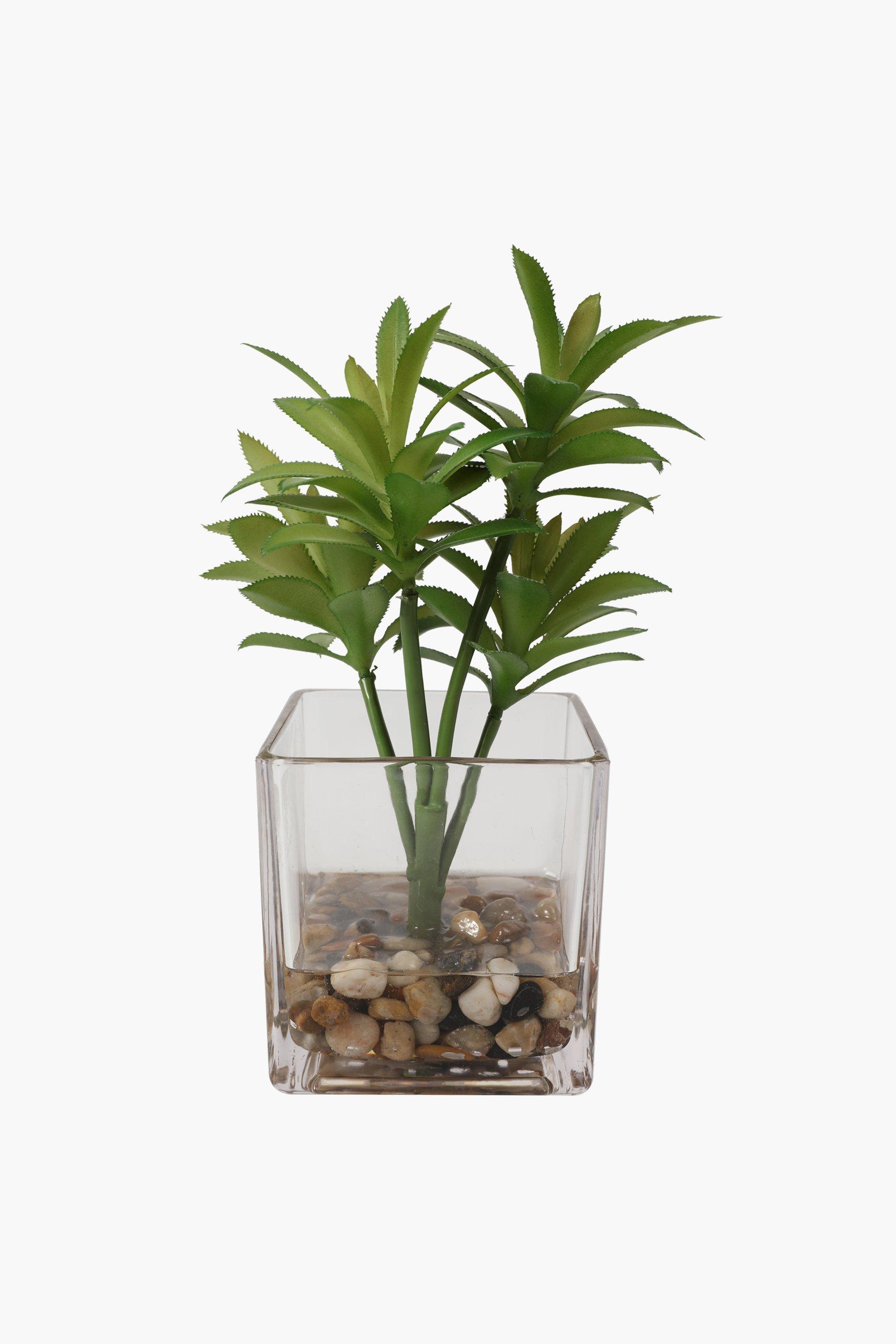 Spikey Plant In Glass Pot