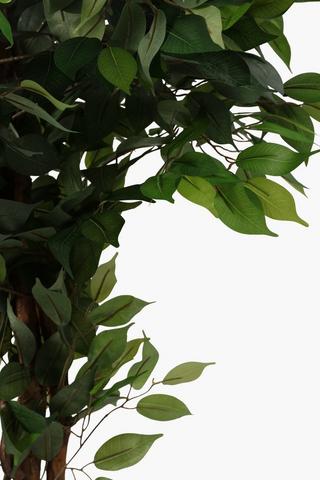 Ficus Tree Large