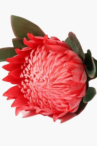 Protea Single Stem