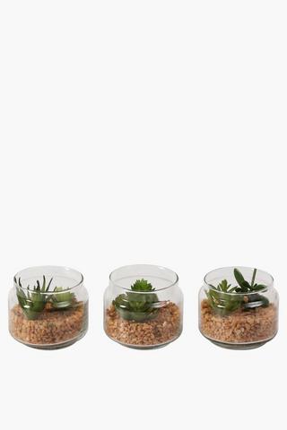 Urban Glass Assorted Succulents