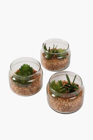 Urban Glass Assorted Succulents
