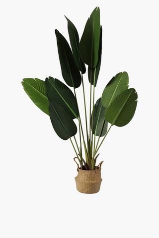 Banana Palm Tree, Medium