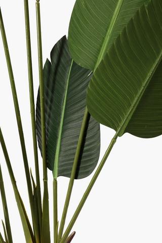 Banana Palm Tree, Medium