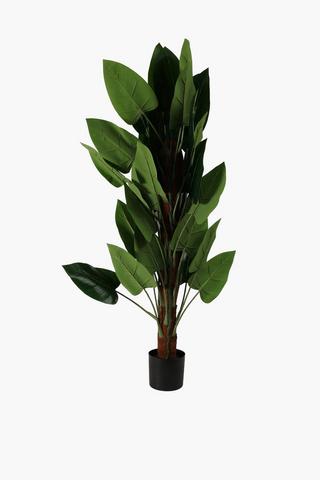 Potted Husk Tree, Large