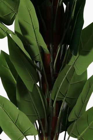 Potted Husk Tree, Large