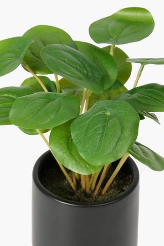 Step Potted Money Plant