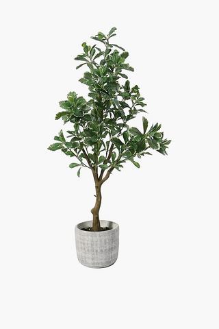 Ceramic Potted Variegated Ficus, 105cm
