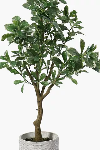 Ceramic Potted Variegated Ficus, 105cm