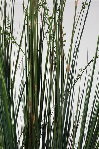 Potted Grass, Extra Large