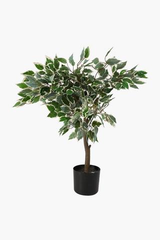 Vareigated Potted Plant