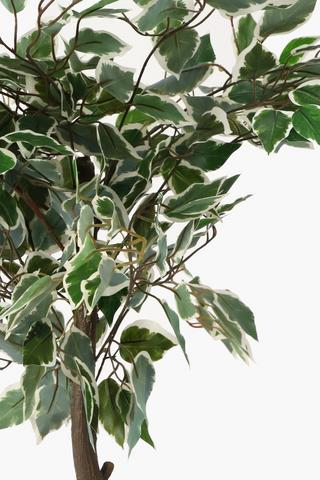 Vareigated Potted Plant