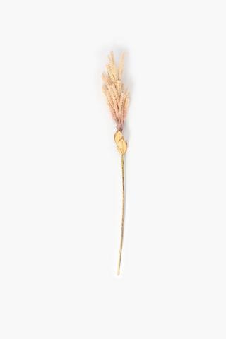 Pampass Grass Bunch