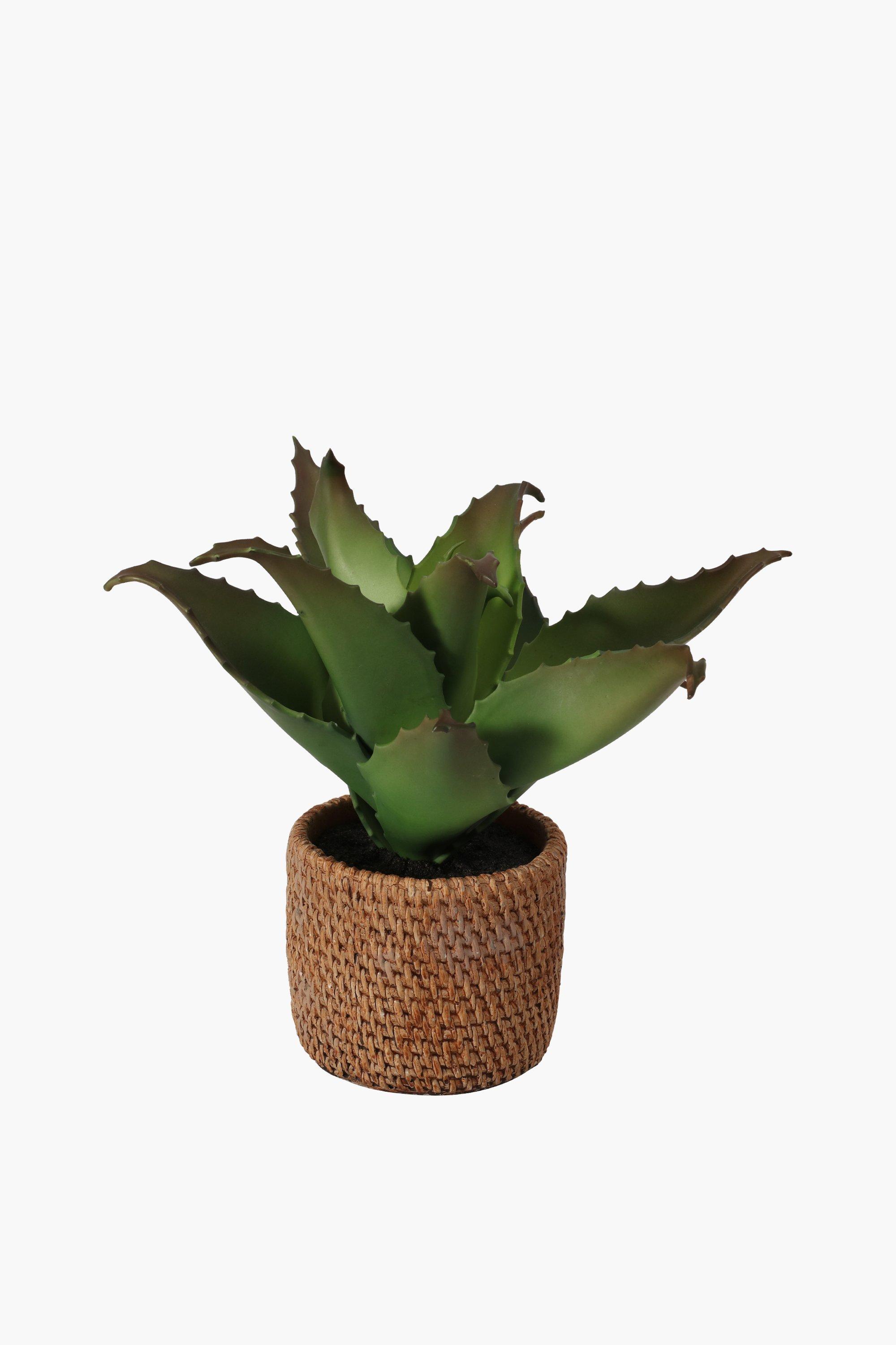 Woven Potted Aloe Plant   02 7107033337 SI 00