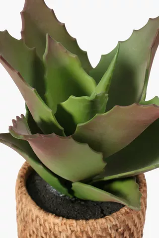 Ceramic Woven Pot Aloe