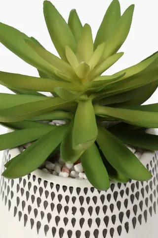 Raindrop Ceramic Potted Aloe, 13x17cm