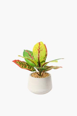 Cement Potted Variegated Plant Small