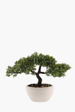 Bonsai Tree In Crackle Pot