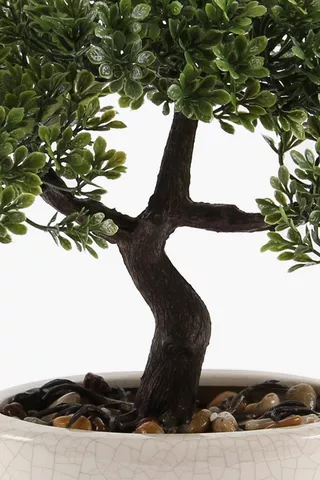 Bonsai Tree In Crackle Pot