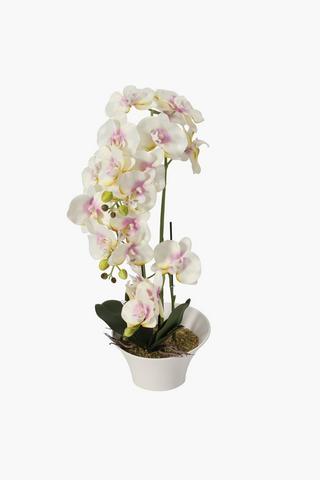 3 Stem Orchid In Large Pot