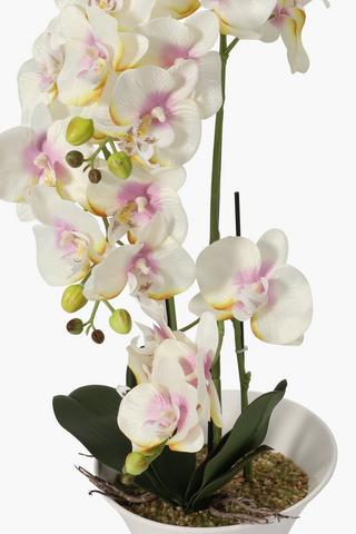 3 Stem Orchid In Large Pot