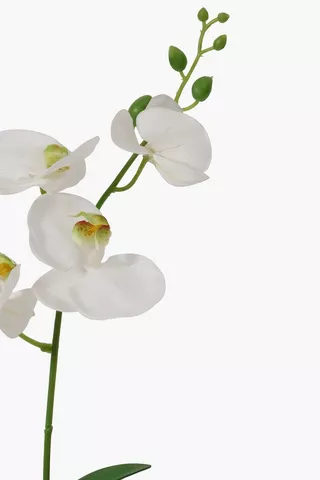 Mini Orchid In Plastic Pot