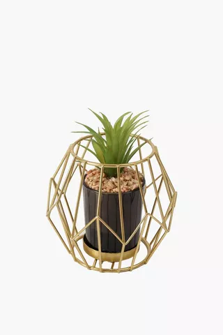 Aloe In Prism Pot