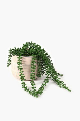 Potted Donkey Tail, Medium