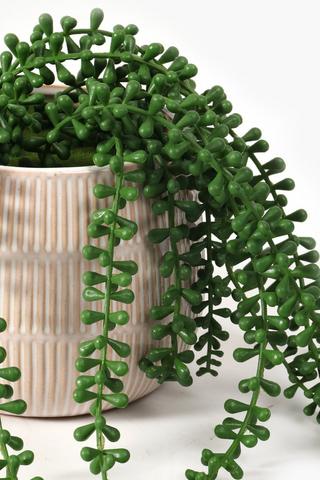 Potted Donkey Tail, Medium