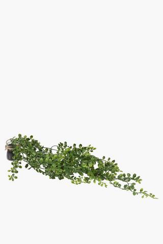 Hanging Greenery In Glass Pot