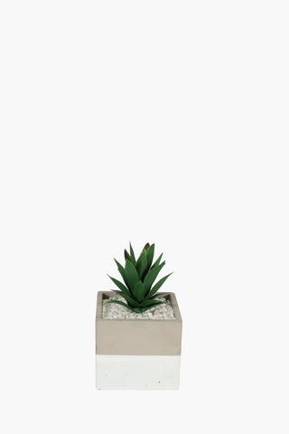 Agave In 2 Tone Ceramic Pot